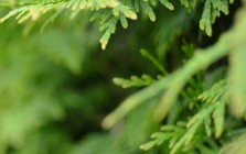 Item with YouTube video